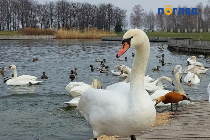 Свіжі та актуальні новини Київської області, анонси подій, обговорення, статті - 9e4e214e-832c-4db1-ae8b-126e2ce4c2da - зображення